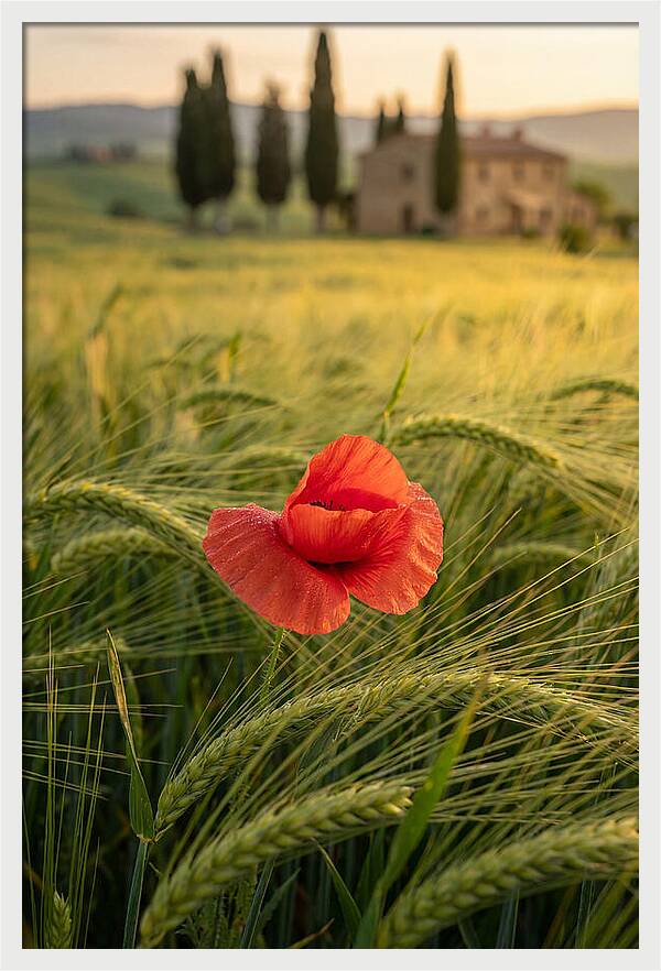 Poppy In The Tuscan Fields
