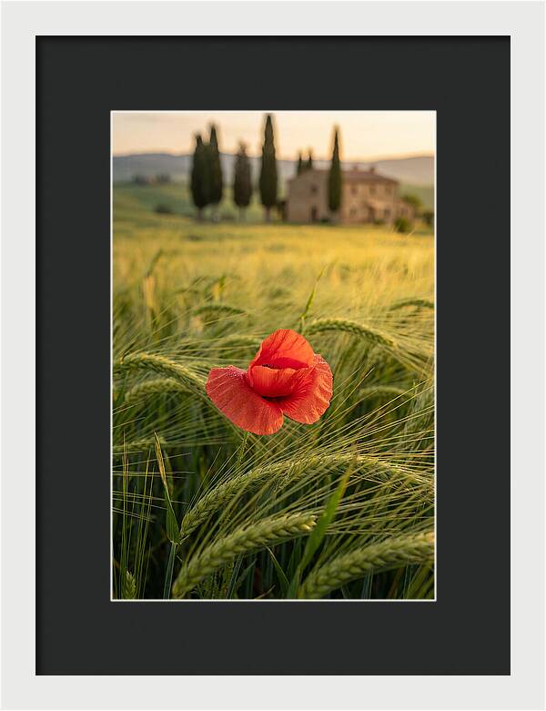 Poppy In The Tuscan Fields