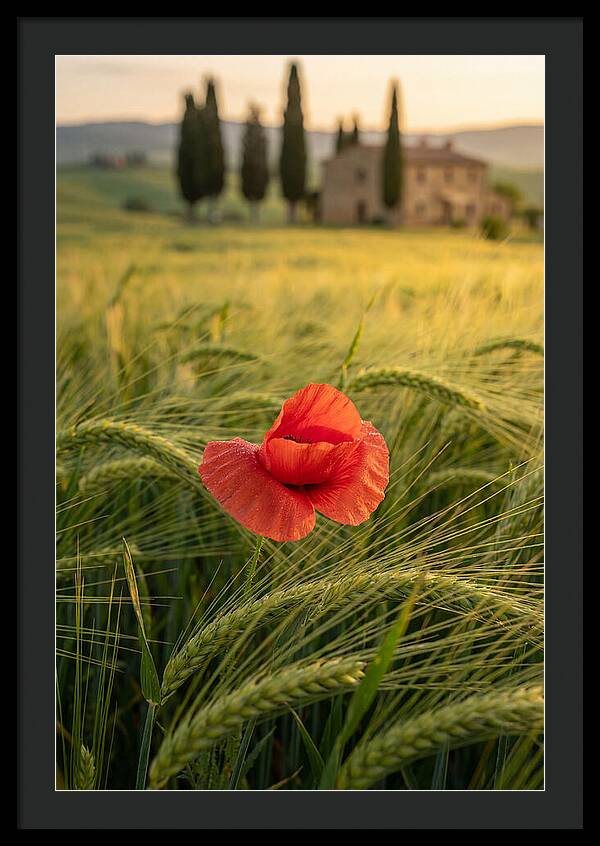 Poppy In The Tuscan Fields