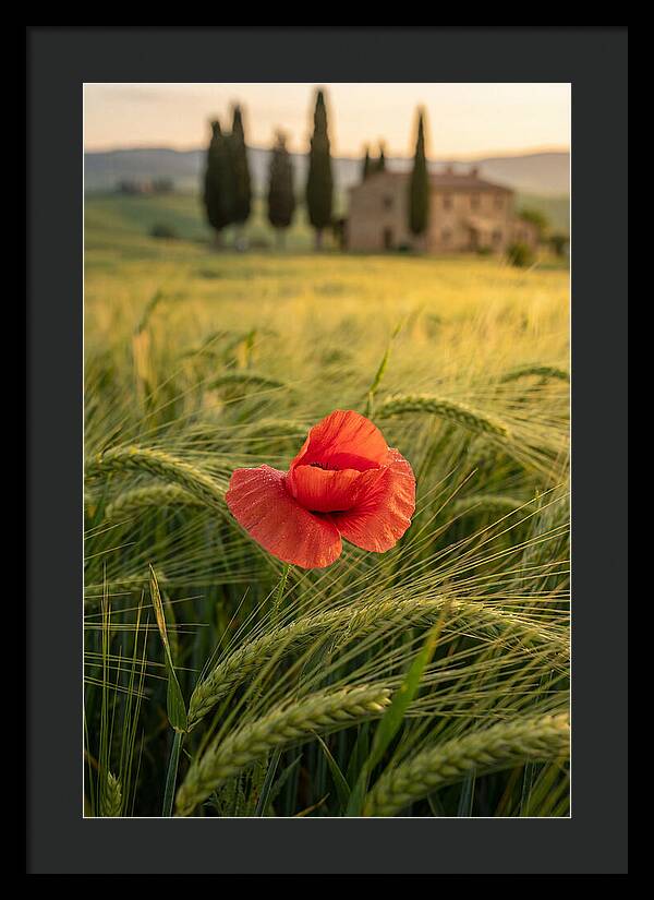 Poppy In The Tuscan Fields