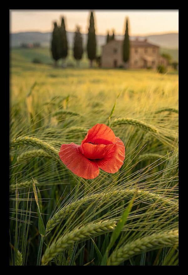 Poppy In The Tuscan Fields