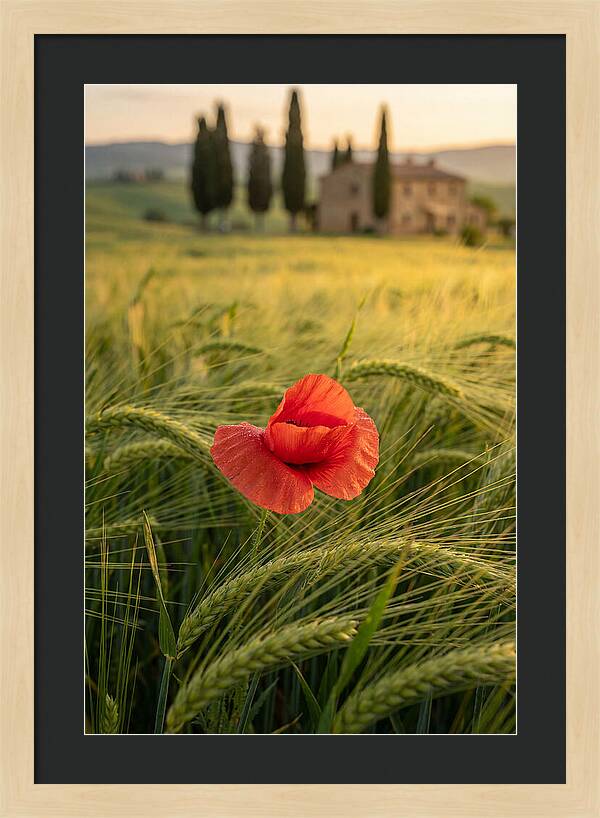 Poppy In The Tuscan Fields