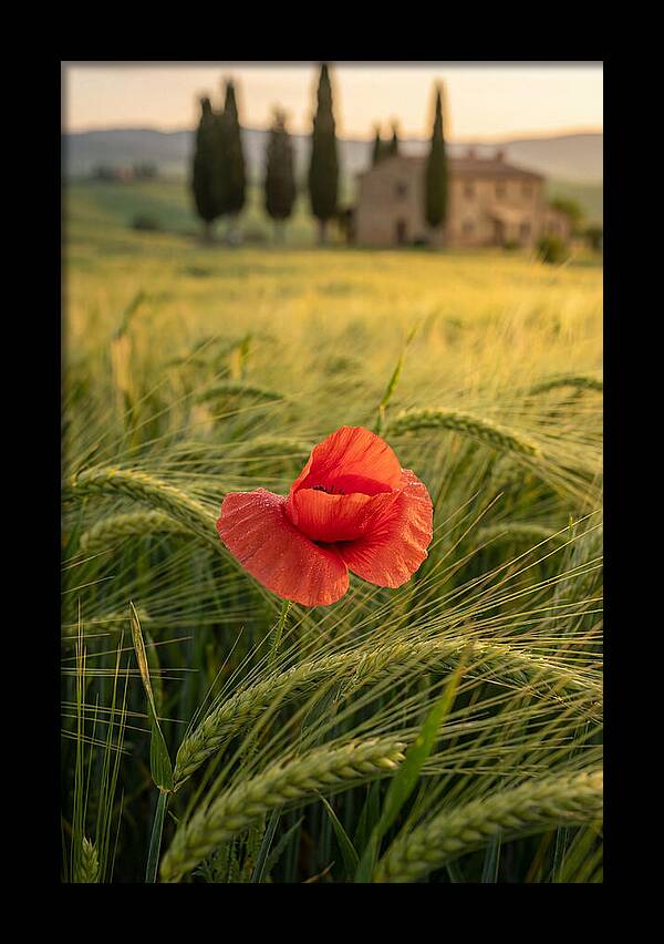 Poppy In The Tuscan Fields
