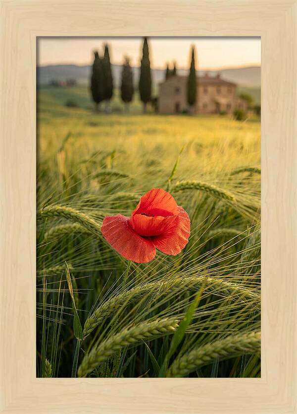 Poppy In The Tuscan Fields