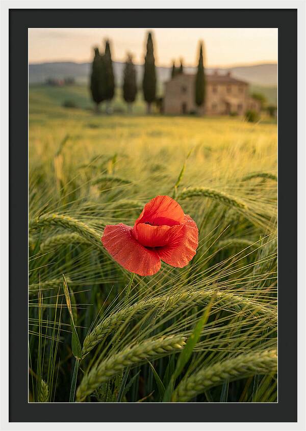 Poppy In The Tuscan Fields