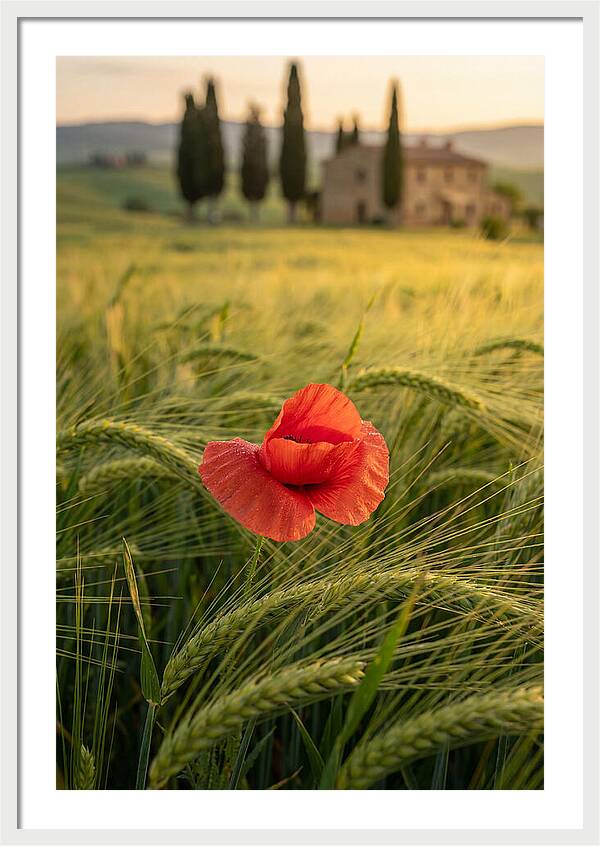 Poppy In The Tuscan Fields