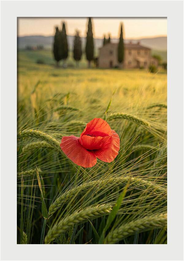 Poppy In The Tuscan Fields