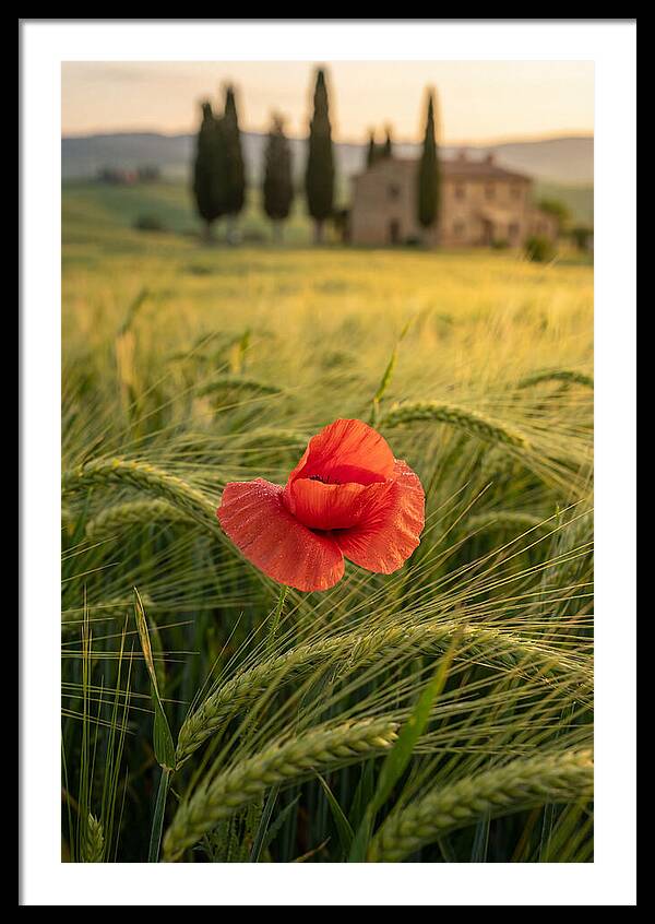 Poppy In The Tuscan Fields