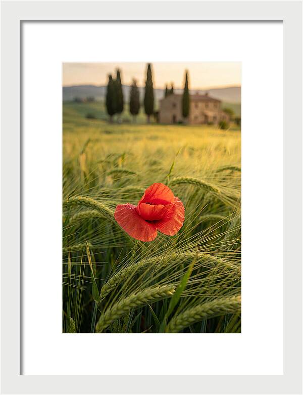 Poppy In The Tuscan Fields