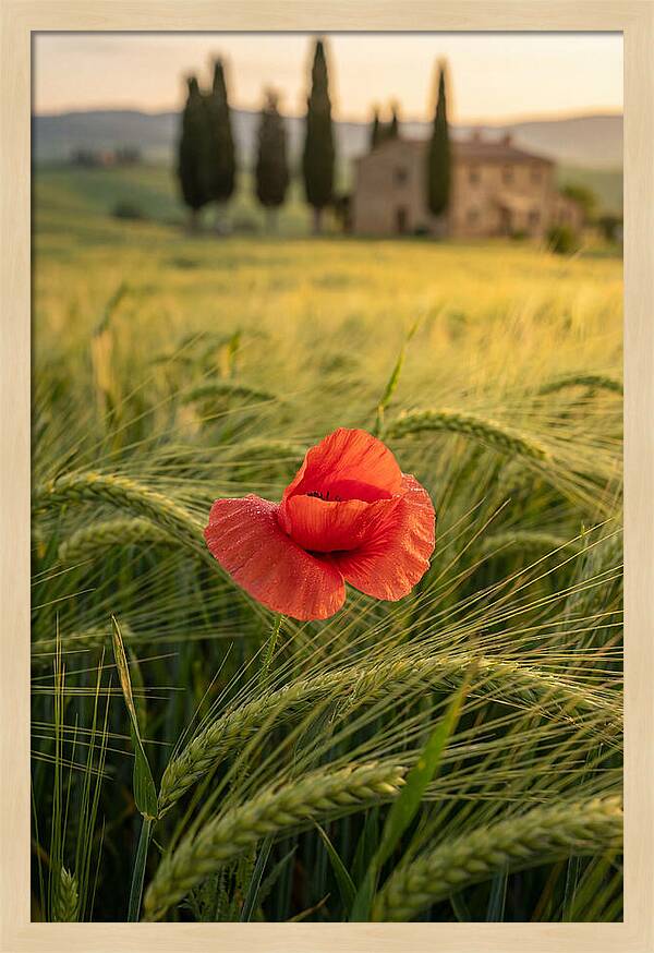 Poppy In The Tuscan Fields