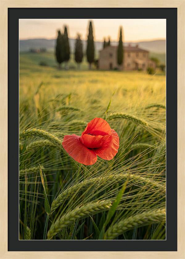 Poppy In The Tuscan Fields