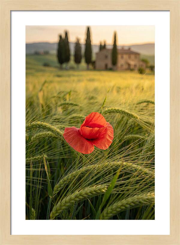 Poppy In The Tuscan Fields