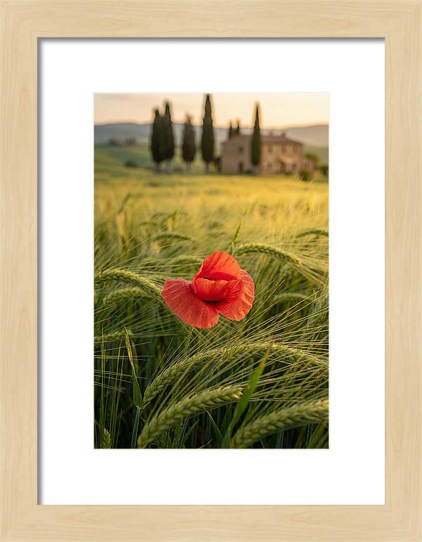 Poppy In The Tuscan Fields