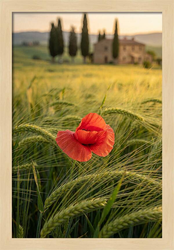 Poppy In The Tuscan Fields