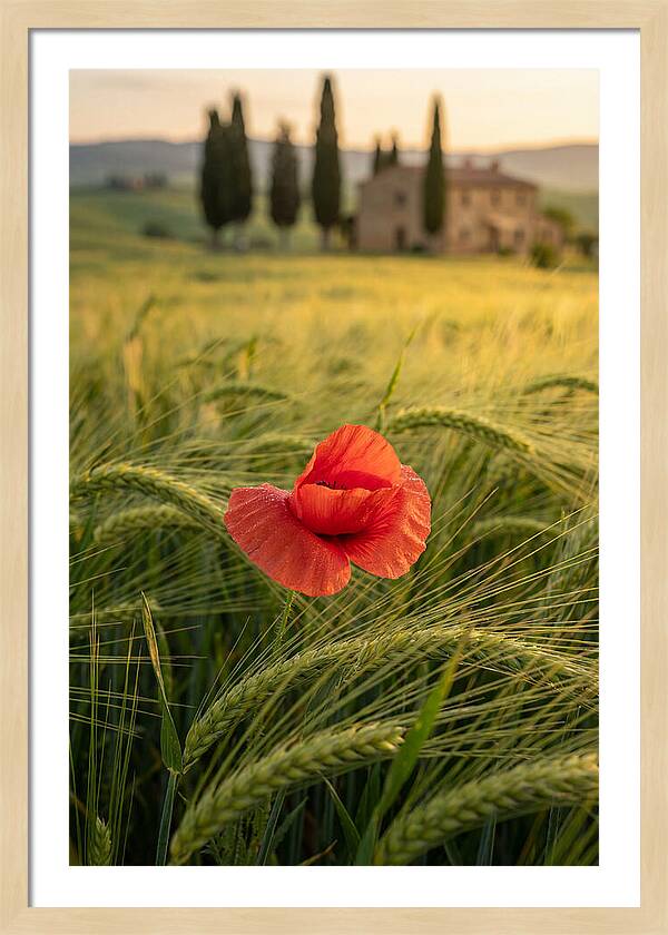 Poppy In The Tuscan Fields