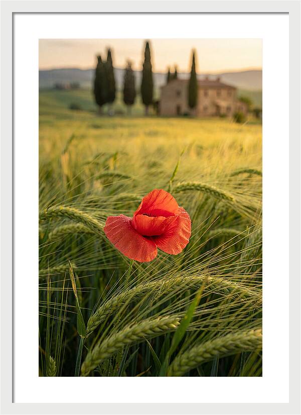 Poppy In The Tuscan Fields