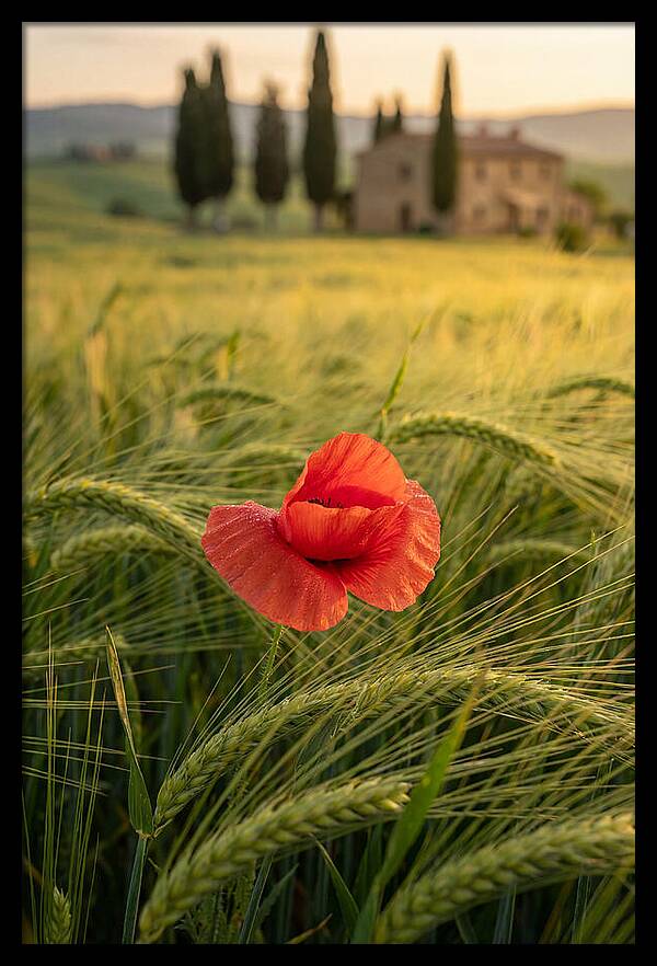 Poppy In The Tuscan Fields