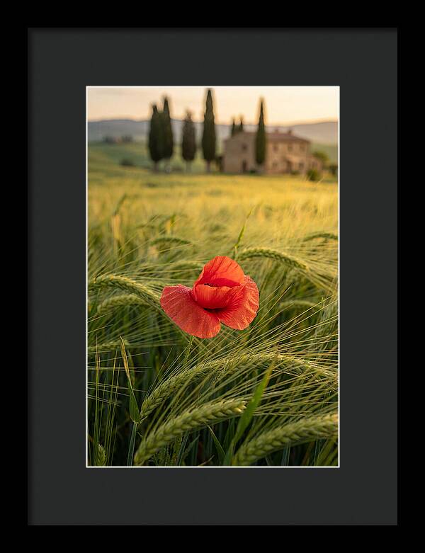 Poppy In The Tuscan Fields