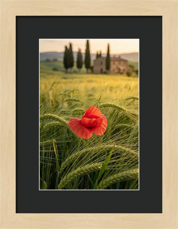 Poppy In The Tuscan Fields