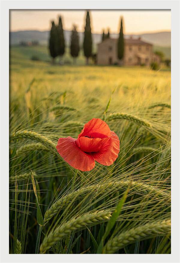 Poppy In The Tuscan Fields