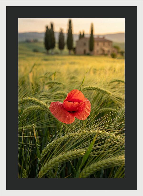 Poppy In The Tuscan Fields
