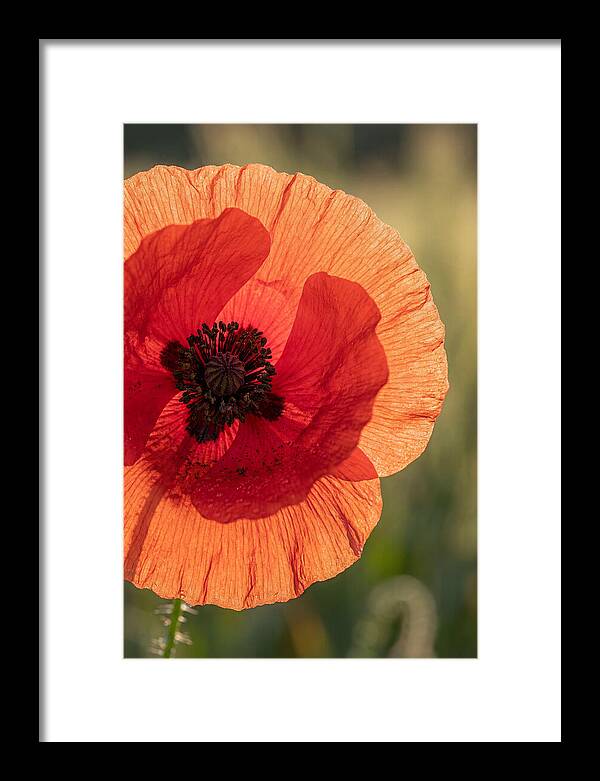 Poppy Petals In Bloom