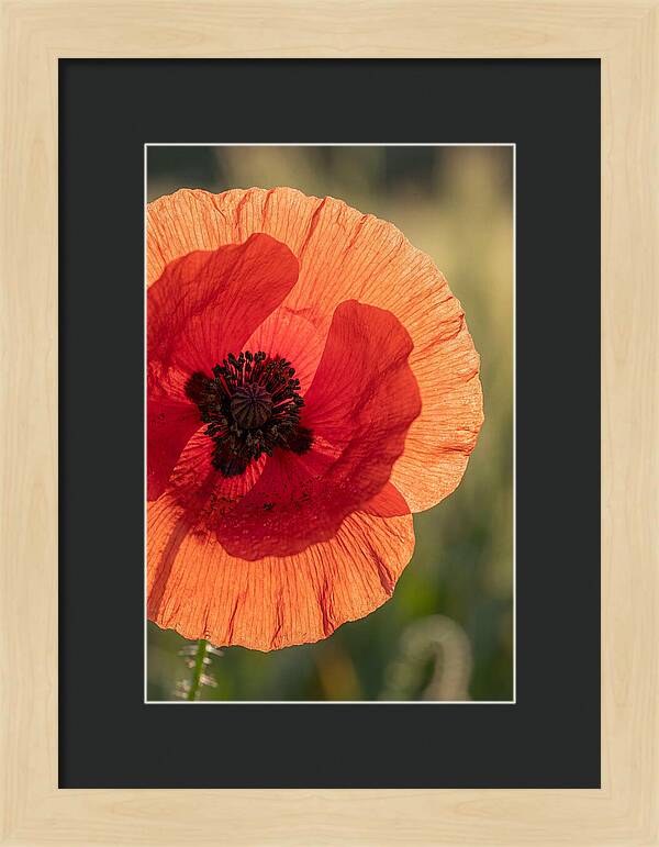 Poppy Petals In Bloom