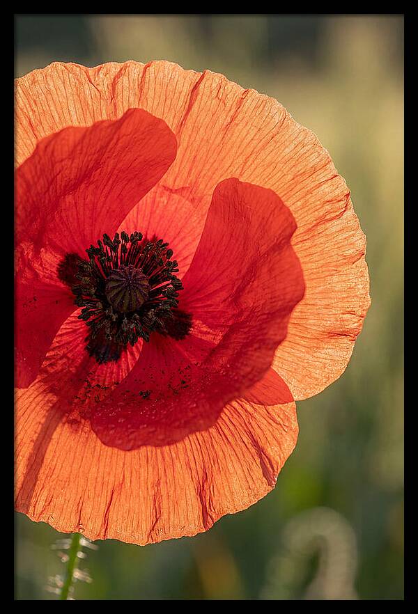 Poppy Petals In Bloom