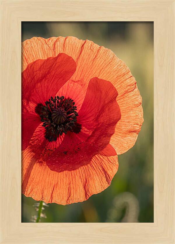 Poppy Petals In Bloom