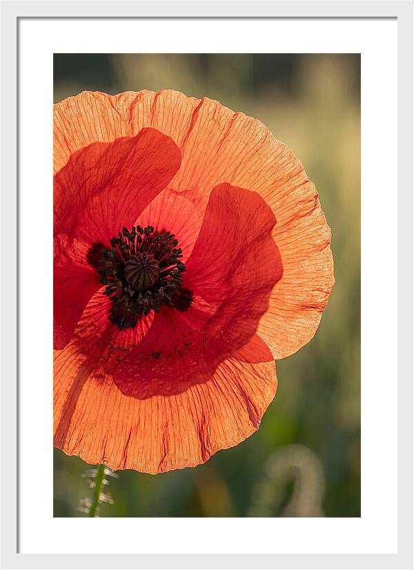 Poppy Petals In Bloom