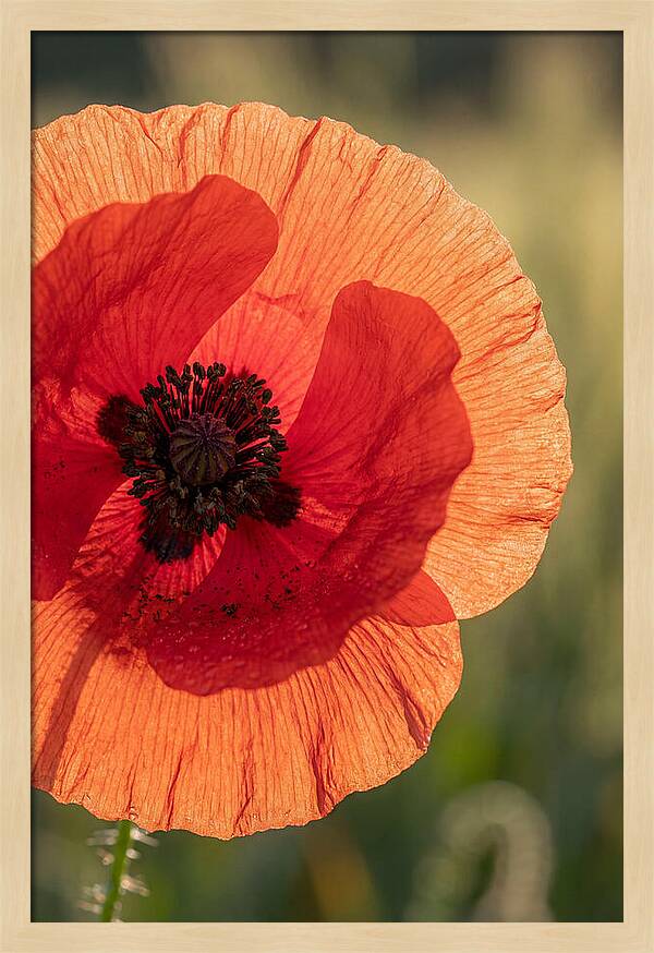 Poppy Petals In Bloom