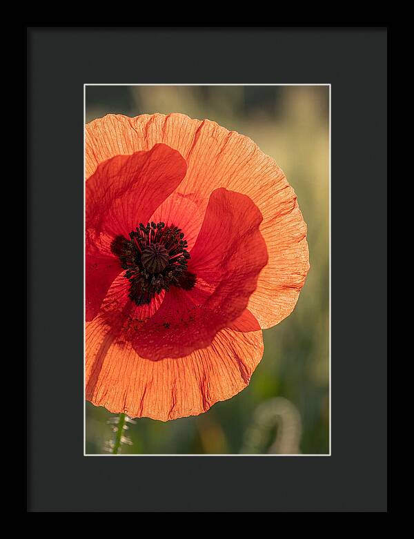 Poppy Petals In Bloom