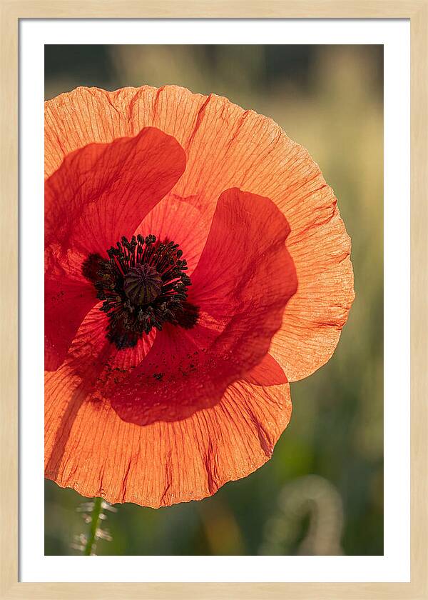Poppy Petals In Bloom