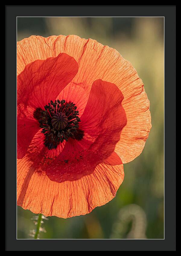 Poppy Petals In Bloom