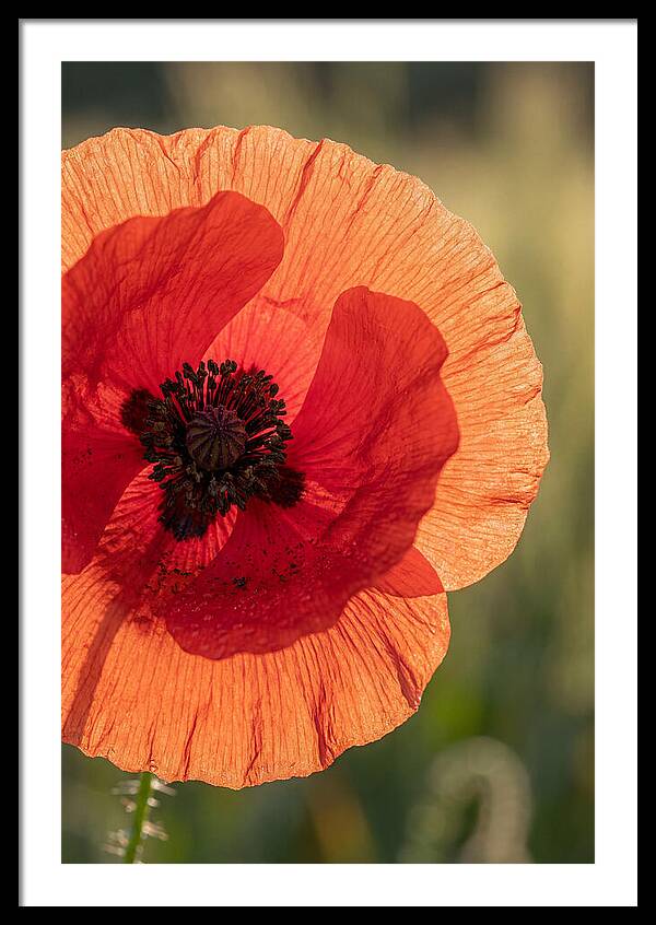 Poppy Petals In Bloom