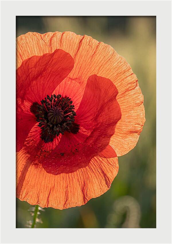 Poppy Petals In Bloom