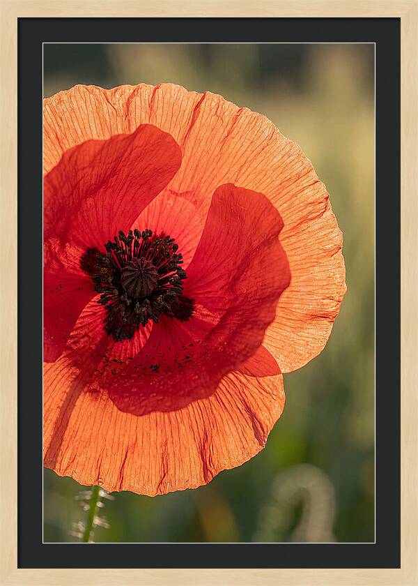 Poppy Petals In Bloom