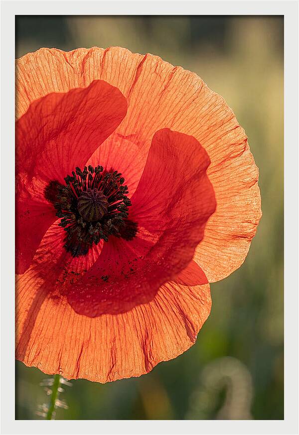 Poppy Petals In Bloom