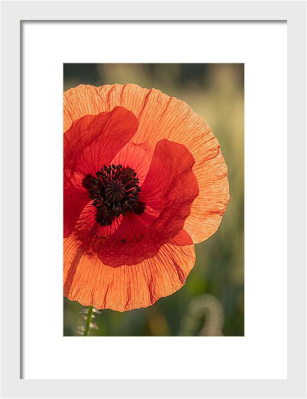 Poppy Petals In Bloom
