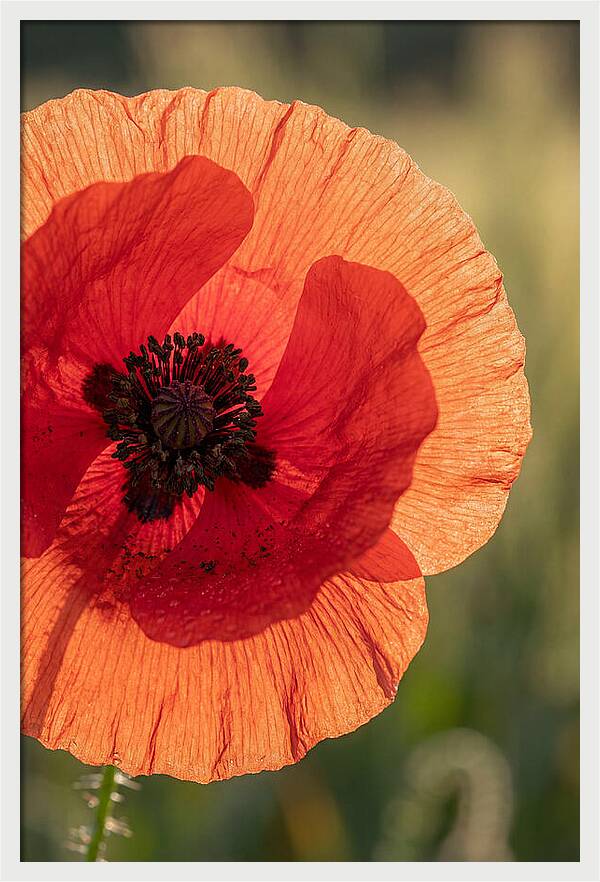 Poppy Petals In Bloom