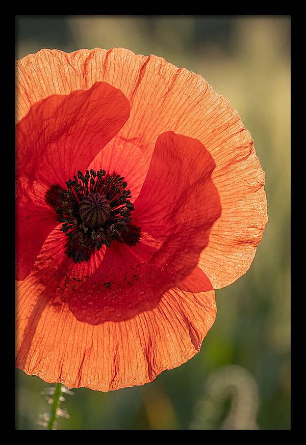 Poppy Petals In Bloom