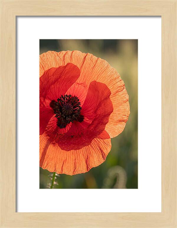 Poppy Petals In Bloom
