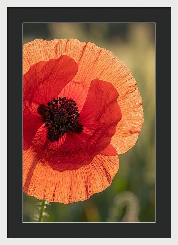 Poppy Petals In Bloom