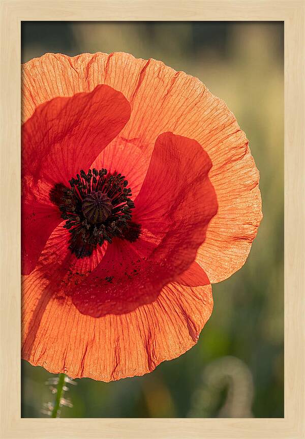 Poppy Petals In Bloom