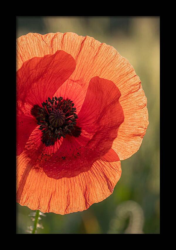 Poppy Petals In Bloom