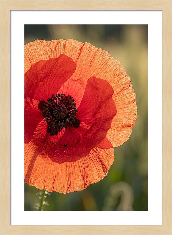 Poppy Petals In Bloom
