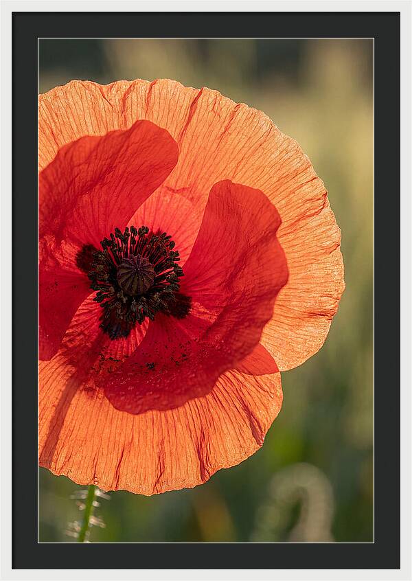 Poppy Petals In Bloom