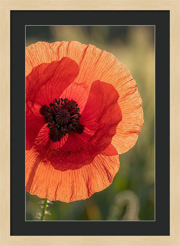 Poppy Petals In Bloom
