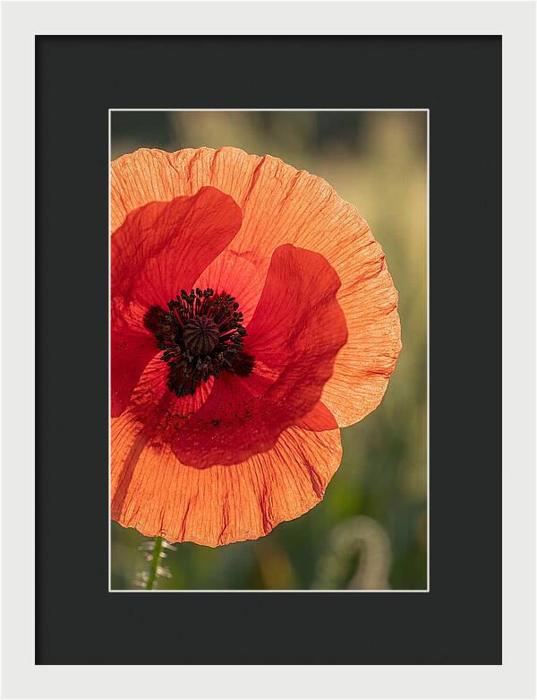 Poppy Petals In Bloom