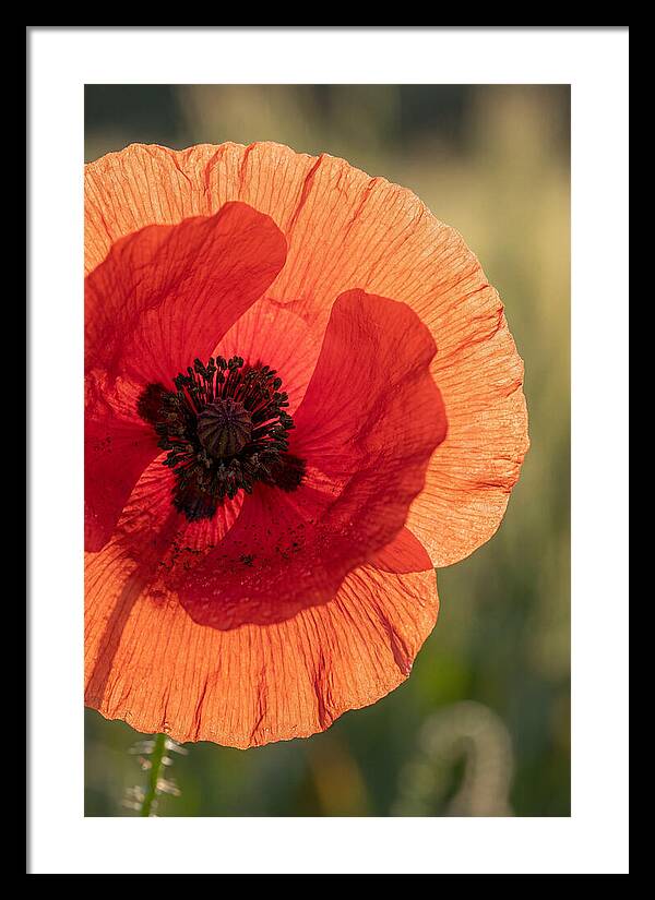 Poppy Petals In Bloom